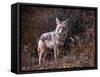 Beautiful Photo of a Wild Coyote out in Nature-graphicphoto-Framed Stretched Canvas