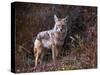 Beautiful Photo of a Wild Coyote out in Nature-graphicphoto-Stretched Canvas