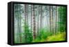 Beautiful Pine Tree Forest, Abstract Natural Background, Misty Woods in the Morning, Amazing Nature-Anna Omelchenko-Framed Stretched Canvas