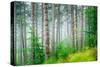 Beautiful Pine Tree Forest, Abstract Natural Background, Misty Woods in the Morning, Amazing Nature-Anna Omelchenko-Stretched Canvas