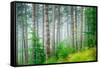 Beautiful Pine Tree Forest, Abstract Natural Background, Misty Woods in the Morning, Amazing Nature-Anna Omelchenko-Framed Stretched Canvas