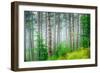 Beautiful Pine Tree Forest, Abstract Natural Background, Misty Woods in the Morning, Amazing Nature-Anna Omelchenko-Framed Photographic Print