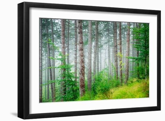 Beautiful Pine Tree Forest, Abstract Natural Background, Misty Woods in the Morning, Amazing Nature-Anna Omelchenko-Framed Photographic Print