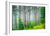 Beautiful Pine Tree Forest, Abstract Natural Background, Misty Woods in the Morning, Amazing Nature-Anna Omelchenko-Framed Photographic Print