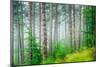 Beautiful Pine Tree Forest, Abstract Natural Background, Misty Woods in the Morning, Amazing Nature-Anna Omelchenko-Mounted Photographic Print