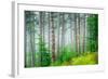 Beautiful Pine Tree Forest, Abstract Natural Background, Misty Woods in the Morning, Amazing Nature-Anna Omelchenko-Framed Photographic Print