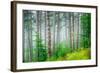 Beautiful Pine Tree Forest, Abstract Natural Background, Misty Woods in the Morning, Amazing Nature-Anna Omelchenko-Framed Photographic Print