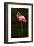 Beautiful Pink Big Bird Caribbean Flamingo, Phoenicopterus Ruber, Cleaning Plumage in Dark Green Wa-Ondrej Prosicky-Framed Photographic Print