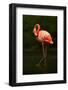 Beautiful Pink Big Bird Caribbean Flamingo, Phoenicopterus Ruber, Cleaning Plumage in Dark Green Wa-Ondrej Prosicky-Framed Photographic Print