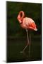 Beautiful Pink Big Bird Caribbean Flamingo, Phoenicopterus Ruber, Cleaning Plumage in Dark Green Wa-Ondrej Prosicky-Mounted Photographic Print