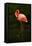 Beautiful Pink Big Bird Caribbean Flamingo, Phoenicopterus Ruber, Cleaning Plumage in Dark Green Wa-Ondrej Prosicky-Framed Stretched Canvas