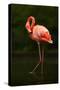 Beautiful Pink Big Bird Caribbean Flamingo, Phoenicopterus Ruber, Cleaning Plumage in Dark Green Wa-Ondrej Prosicky-Stretched Canvas