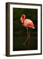 Beautiful Pink Big Bird Caribbean Flamingo, Phoenicopterus Ruber, Cleaning Plumage in Dark Green Wa-Ondrej Prosicky-Framed Photographic Print
