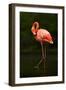 Beautiful Pink Big Bird Caribbean Flamingo, Phoenicopterus Ruber, Cleaning Plumage in Dark Green Wa-Ondrej Prosicky-Framed Photographic Print