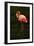 Beautiful Pink Big Bird Caribbean Flamingo, Phoenicopterus Ruber, Cleaning Plumage in Dark Green Wa-Ondrej Prosicky-Framed Photographic Print