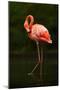 Beautiful Pink Big Bird Caribbean Flamingo, Phoenicopterus Ruber, Cleaning Plumage in Dark Green Wa-Ondrej Prosicky-Mounted Photographic Print