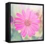 Beautiful Pink Flower-melking-Framed Stretched Canvas