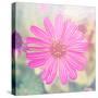 Beautiful Pink Flower-melking-Stretched Canvas