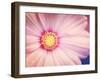 Beautiful Pink Flower-melking-Framed Photographic Print