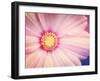 Beautiful Pink Flower-melking-Framed Photographic Print