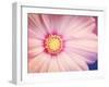 Beautiful Pink Flower-melking-Framed Photographic Print