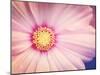 Beautiful Pink Flower-melking-Mounted Photographic Print