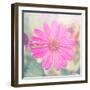 Beautiful Pink Flower-melking-Framed Photographic Print