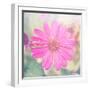 Beautiful Pink Flower-melking-Framed Photographic Print