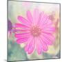 Beautiful Pink Flower-melking-Mounted Photographic Print