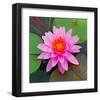 Beautiful Pink Lotus Flower-null-Framed Art Print