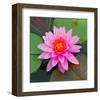 Beautiful Pink Lotus Flower-null-Framed Art Print