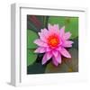 Beautiful Pink Lotus Flower-null-Framed Art Print