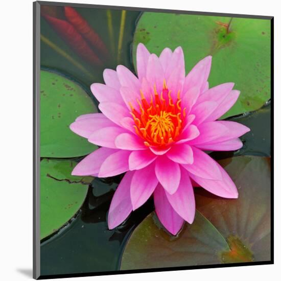 Beautiful Pink Lotus Flower-null-Mounted Art Print