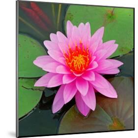 Beautiful Pink Lotus Flower-null-Mounted Art Print