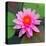 Beautiful Pink Lotus Flower-null-Stretched Canvas