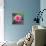 Beautiful Pink Lotus Flower-null-Stretched Canvas displayed on a wall