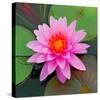 Beautiful Pink Lotus Flower-null-Stretched Canvas