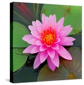 Beautiful Pink Lotus Flower-null-Stretched Canvas