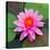 Beautiful Pink Lotus Flower-null-Stretched Canvas