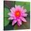 Beautiful Pink Lotus Flower-null-Stretched Canvas