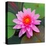 Beautiful Pink Lotus Flower-null-Stretched Canvas