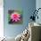 Beautiful Pink Lotus Flower-null-Stretched Canvas displayed on a wall