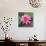 Beautiful Pink Lotus Flower-null-Stretched Canvas displayed on a wall