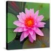 Beautiful Pink Lotus Flower-null-Stretched Canvas