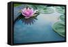 Beautiful Pink Lotus, Water Plant with Reflection in a Pond-Vasin Lee-Framed Stretched Canvas