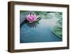 Beautiful Pink Lotus, Water Plant with Reflection in a Pond-Vasin Lee-Framed Photographic Print