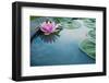 Beautiful Pink Lotus, Water Plant with Reflection in a Pond-Vasin Lee-Framed Photographic Print