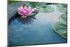 Beautiful Pink Lotus, Water Plant with Reflection in a Pond-Vasin Lee-Mounted Photographic Print