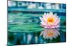 Beautiful Pink Lotus, Water Plant with Reflection in a Pond-Vasin Lee-Mounted Photographic Print
