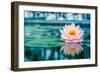 Beautiful Pink Lotus, Water Plant with Reflection in a Pond-Vasin Lee-Framed Photographic Print